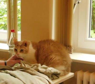 Leo der Kater an Herrn M's Bett